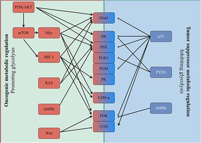 Glycolysis in the tumor microenvironment: a driver of cancer progression and a promising therapeutic target